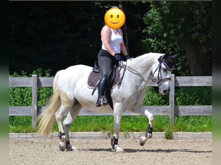 Koń hiszpański sport Klacz 19 lat 155 cm Siwa in Krumbach