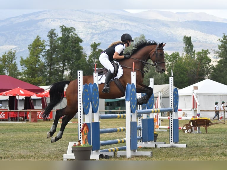 Koń hiszpański sport Klacz 19 lat 160 cm Gniada in Puigcerda