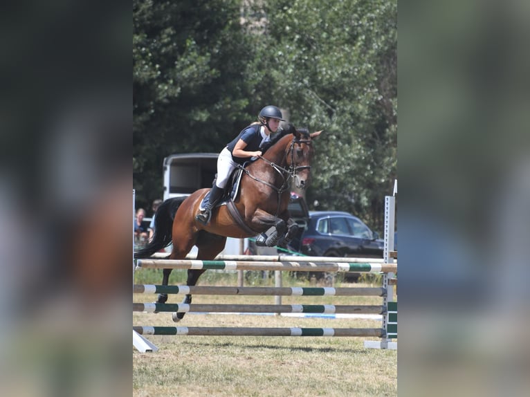 Koń hiszpański sport Klacz 19 lat 160 cm Gniada in Puigcerda