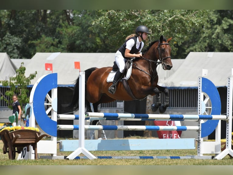 Koń hiszpański sport Klacz 19 lat 160 cm Gniada in Puigcerda