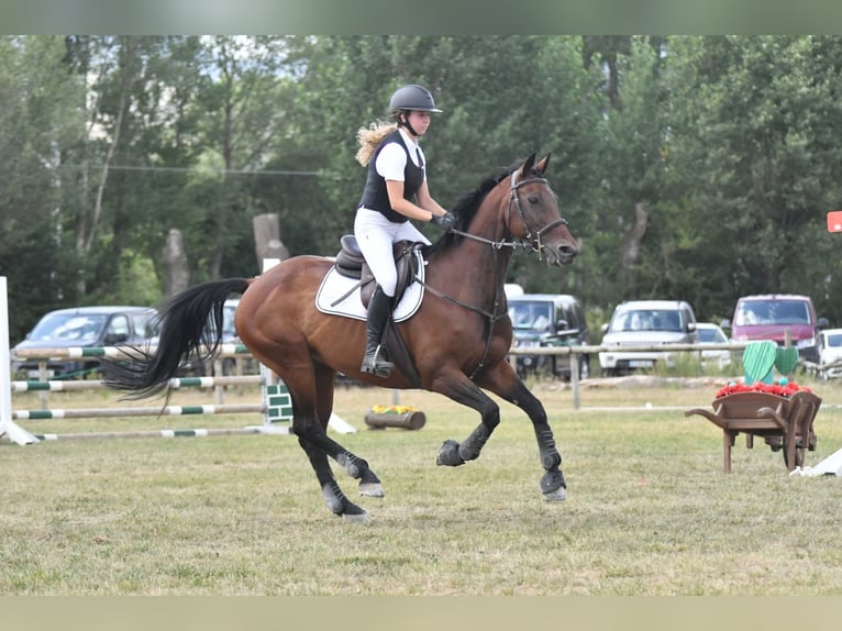 Koń hiszpański sport Klacz 19 lat 160 cm Gniada in Puigcerda