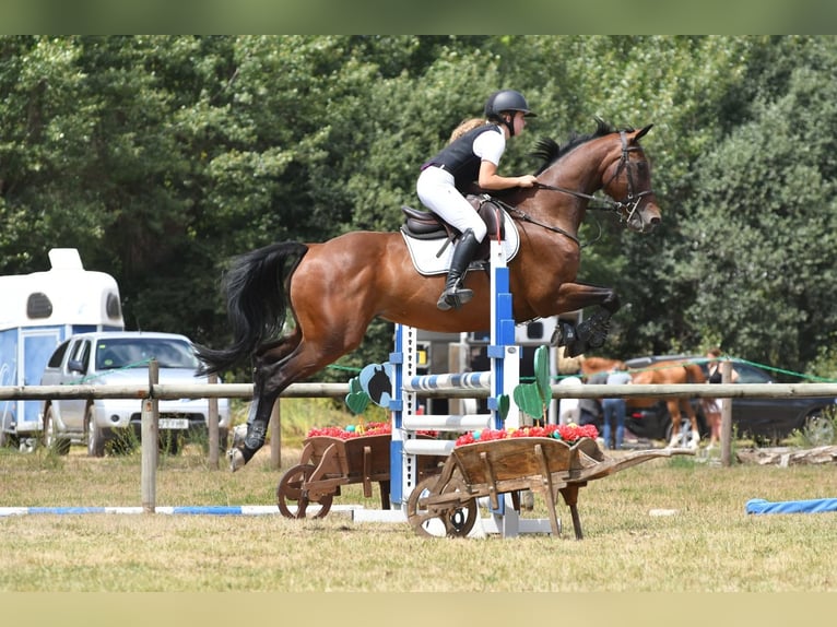 Koń hiszpański sport Klacz 19 lat 160 cm Gniada in Puigcerda