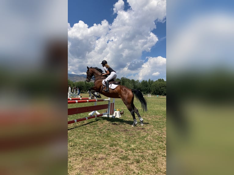 Koń hiszpański sport Klacz 19 lat 160 cm Gniada in Puigcerda