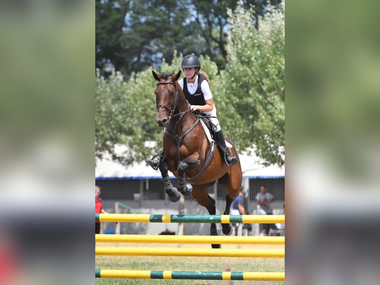Koń hiszpański sport Klacz 19 lat 160 cm Gniada in Puigcerda