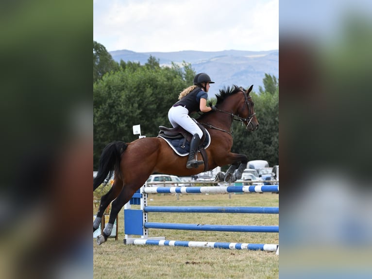 Koń hiszpański sport Klacz 19 lat 160 cm Gniada in Puigcerda