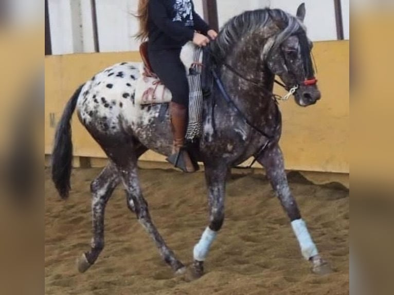 Koń hiszpański sport Klacz 1 Rok 135 cm Bułana in Mocejon
