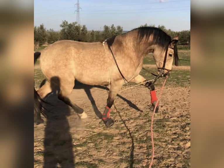 Koń hiszpański sport Klacz 1 Rok 135 cm Bułana in Mocejon