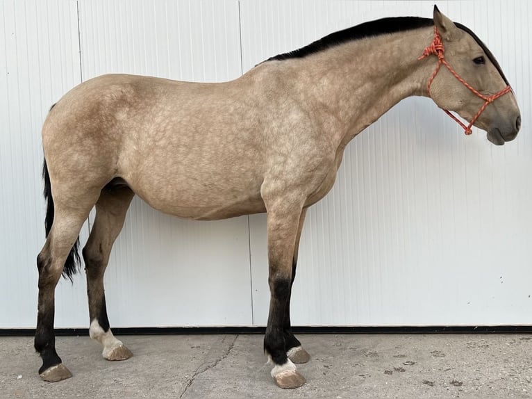 Koń hiszpański sport Klacz 1 Rok 135 cm Bułana in Mocejon