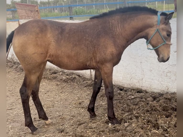 Koń hiszpański sport Klacz 1 Rok 135 cm Bułana in Mocejon