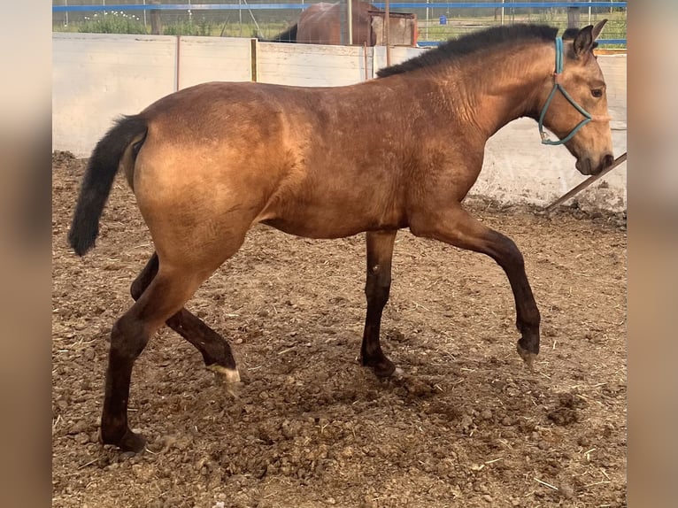 Koń hiszpański sport Klacz 1 Rok 135 cm Bułana in Mocejon