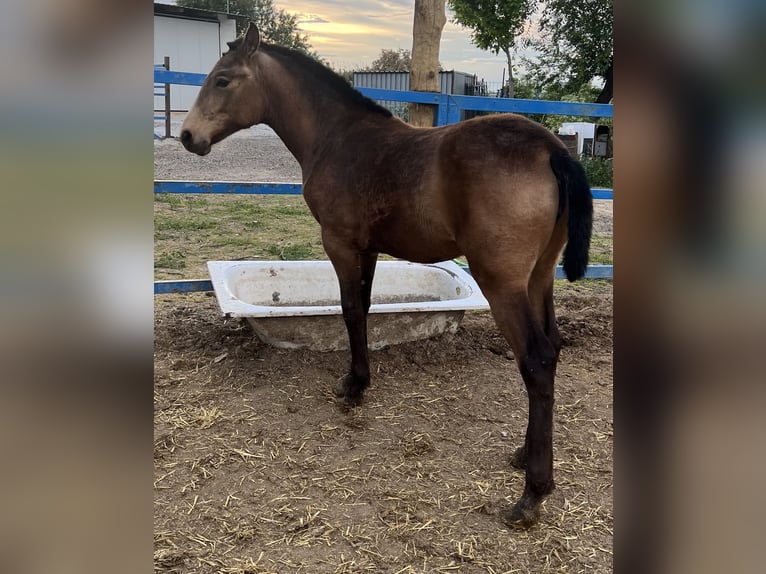 Koń hiszpański sport Klacz 1 Rok 135 cm Bułana in Mocejon