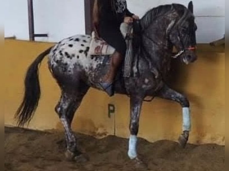 Koń hiszpański sport Klacz 1 Rok 135 cm Bułana in Mocejon