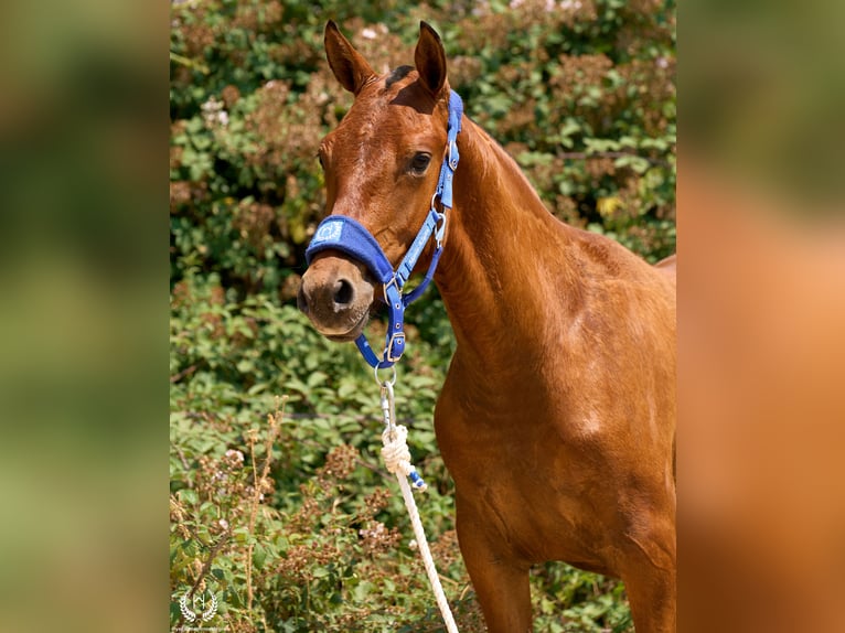 Koń hiszpański sport Klacz 1 Rok 145 cm Ciemnogniada in Navalperal De Pinares