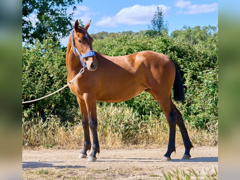 Koń hiszpański sport Klacz 1 Rok 150 cm Gniada in Navalperal De Pinares
