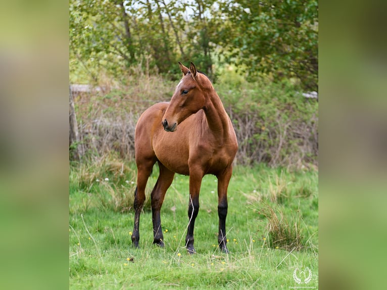 Koń hiszpański sport Klacz 1 Rok 150 cm Gniada in Navalperal De Pinares