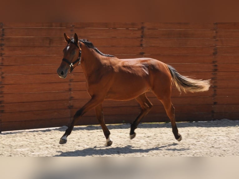 Koń hiszpański sport Klacz 1 Rok Gniada in Madrid