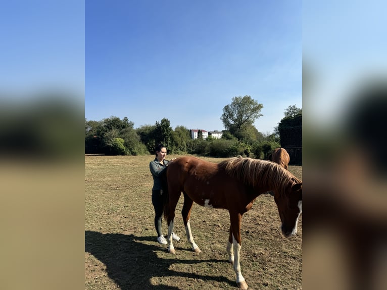 Koń hiszpański sport Klacz 2 lat 159 cm Kasztanowata in Gerena