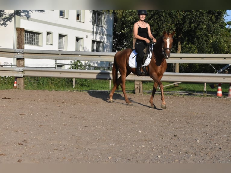 Koń hiszpański sport Klacz 3 lat 154 cm Ciemnokasztanowata in Arnstorf