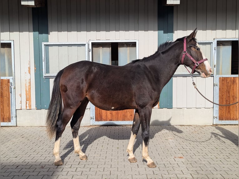 Koń hiszpański sport Klacz 3 lat 158 cm Ciemnogniada in Wangen im Allgäu