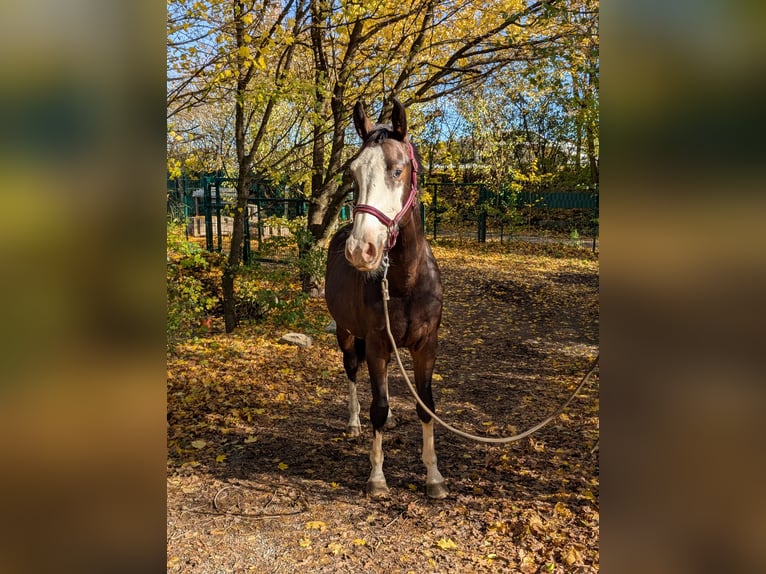 Koń hiszpański sport Klacz 3 lat 158 cm Ciemnogniada in Wangen im Allgäu