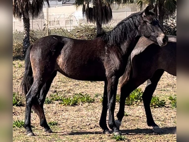 Koń hiszpański sport Klacz 3 lat 163 cm Siwa in Alquerias De Santa Barbara