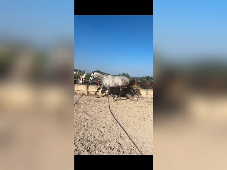 Koń hiszpański sport Klacz 3 lat 163 cm Siwa in Santa Maria Del Cami (Isla De Mallorca)