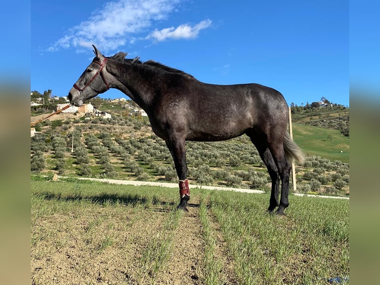 Koń hiszpański sport Klacz 3 lat 166 cm Siwa jabłkowita in Antequera