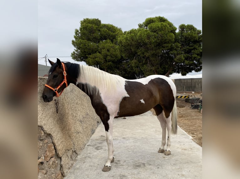 Koń hiszpański sport Klacz 3 lat 170 cm Srokata in La Cañada de san Urbano