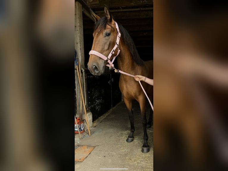 Koń hiszpański sport Klacz 4 lat 150 cm Gniada in Lindlar