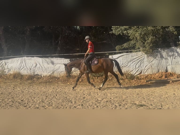 Koń hiszpański sport Klacz 4 lat 157 cm Gniada in Ponferrada