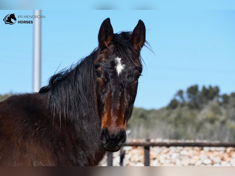 Koń hiszpański sport Klacz 4 lat 160 cm Gniada in Menorca