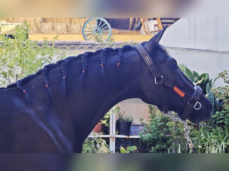 Koń hiszpański sport Klacz 4 lat 160 cm Kara in Villanueva De La Concepcion
