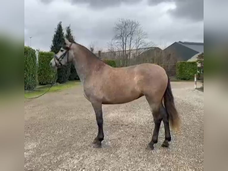 Koń hiszpański sport Klacz 4 lat 160 cm Może być siwy in Oud gastel
