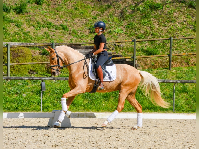 Koń hiszpański sport Klacz 4 lat 161 cm Izabelowata in Casavells