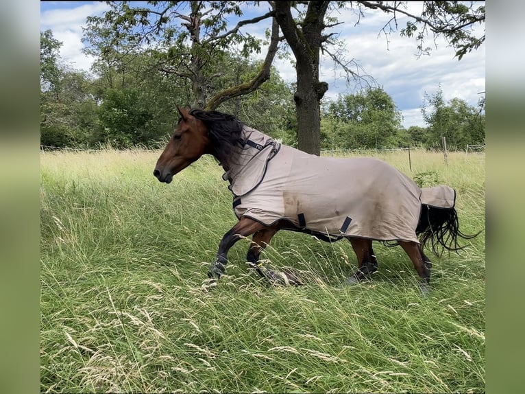 Koń hiszpański sport Klacz 4 lat 162 cm Gniada in Seligenstadt