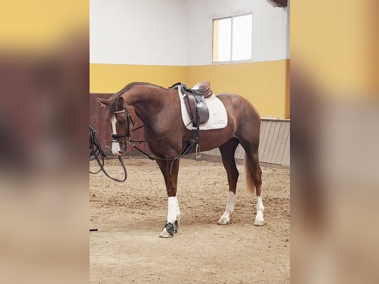 Koń hiszpański sport Klacz 4 lat 165 cm in Carretera Alcala- Camarma Km 3,3