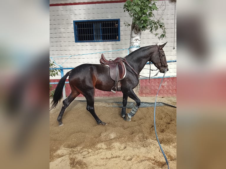 Koń hiszpański sport Klacz 4 lat 170 cm Ciemnogniada in Granada