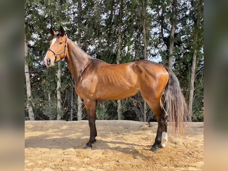 Koń hiszpański sport Klacz 4 lat 172 cm Gniada in Aldea, La (Gijon)