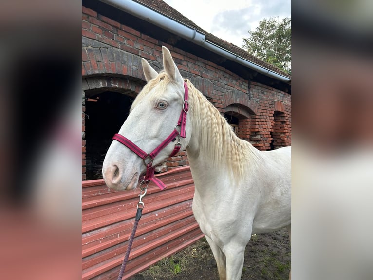 Koń hiszpański sport Klacz 5 lat 157 cm Cremello in Klietz