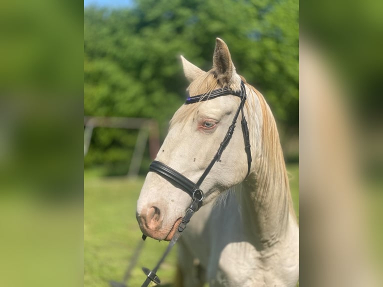 Koń hiszpański sport Klacz 5 lat 157 cm Cremello in Klietz