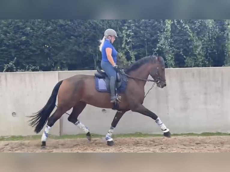 Koń hiszpański sport Klacz 5 lat 168 cm Ciemnogniada in Lezama