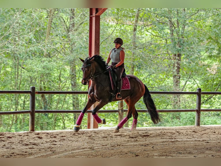 Koń hiszpański sport Klacz 5 lat 168 cm Ciemnogniada in Lezama