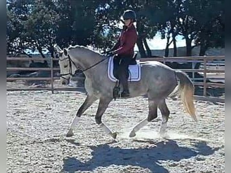 Koń hiszpański sport Klacz 5 lat 168 cm Siwa in colmenar viejo