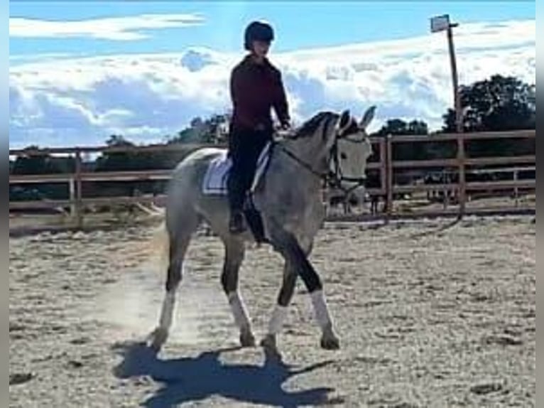 Koń hiszpański sport Klacz 5 lat 168 cm Siwa in colmenar viejo