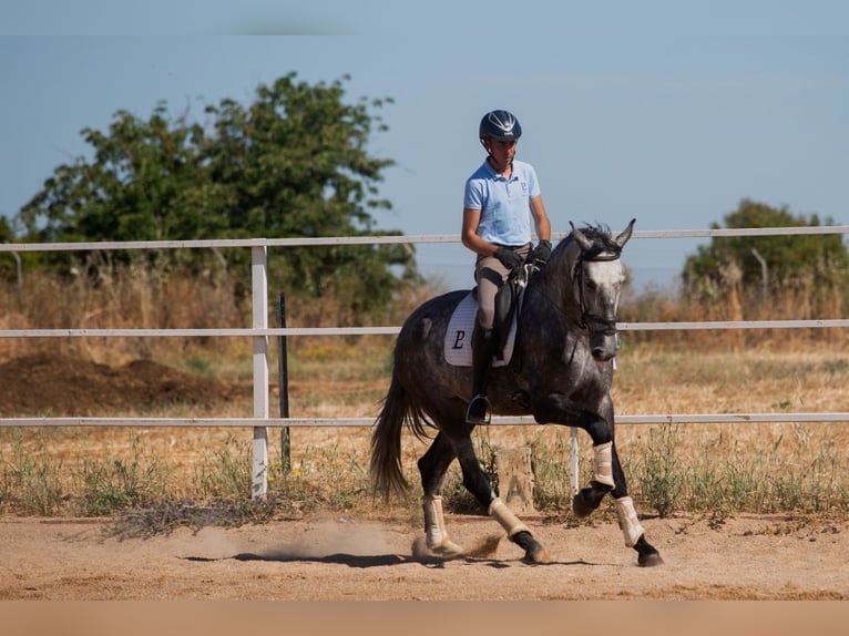 Koń hiszpański sport Klacz 5 lat 170 cm Siwa jabłkowita in Badajoz