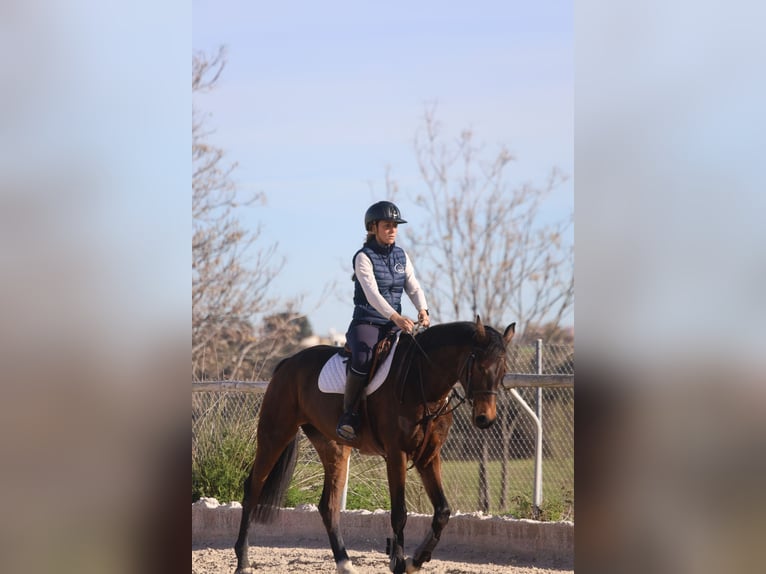 Koń hiszpański sport Klacz 5 lat Ciemnogniada in Villanueva Del Pardillo