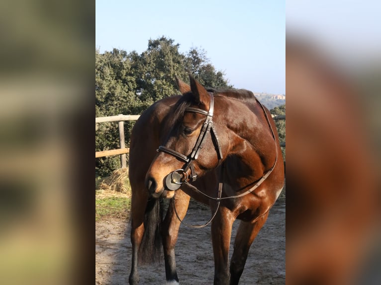 Koń hiszpański sport Klacz 5 lat Ciemnogniada in Villanueva Del Pardillo