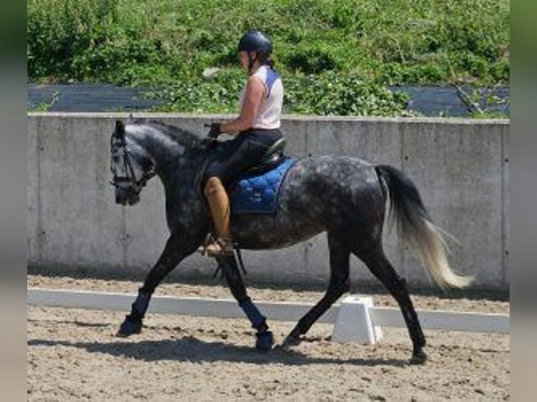 Koń hiszpański sport Mix Klacz 6 lat 154 cm Siwa in Gijon