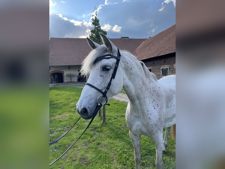 Koń hiszpański sport Mix Klacz 6 lat 154 cm Siwa w hreczce in Dorsten