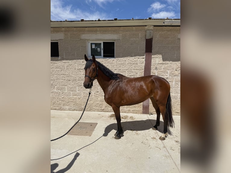 Koń hiszpański sport Klacz 6 lat 156 cm Gniada in Cabezon De Pisuerga / Valladolid